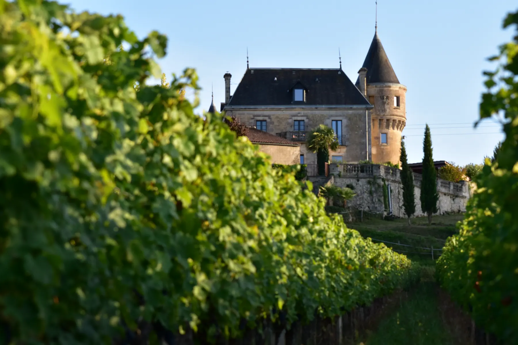 Château rising over green vine rows