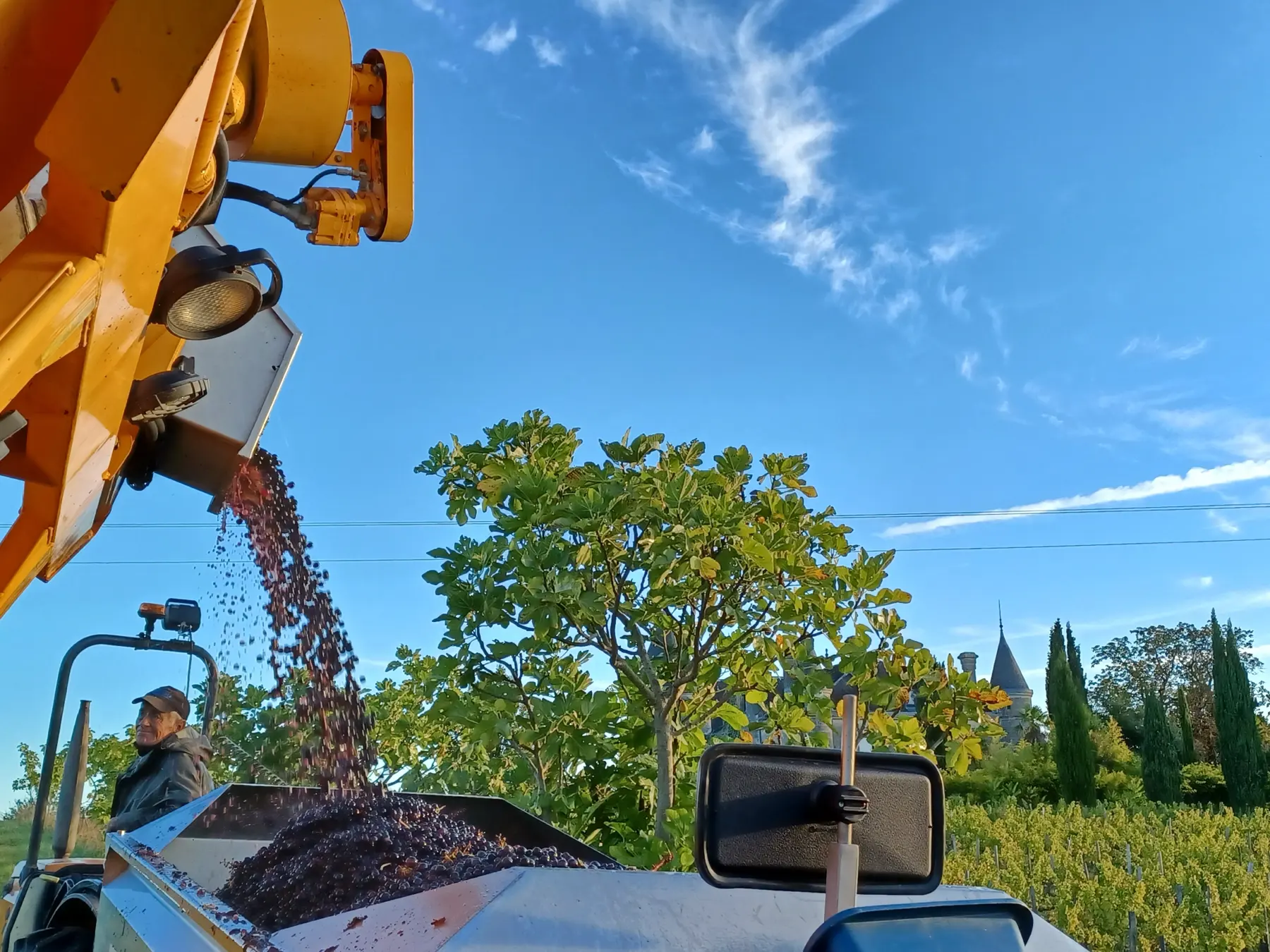 Grapes pouring from a harvester under a blue sky