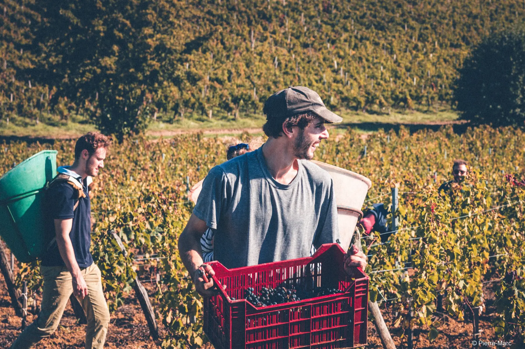 Two pickers carrying a red crate through the vines