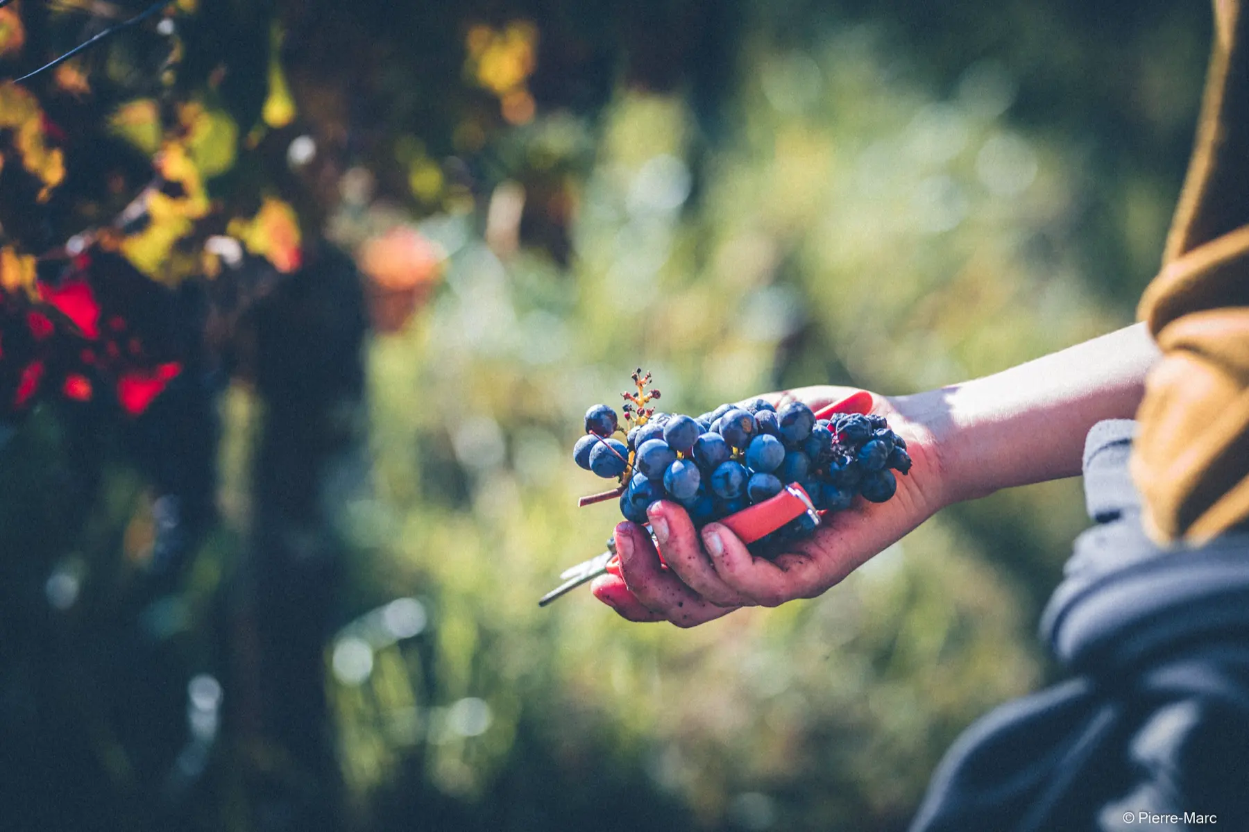 Hand holding a bunch of dark grapes