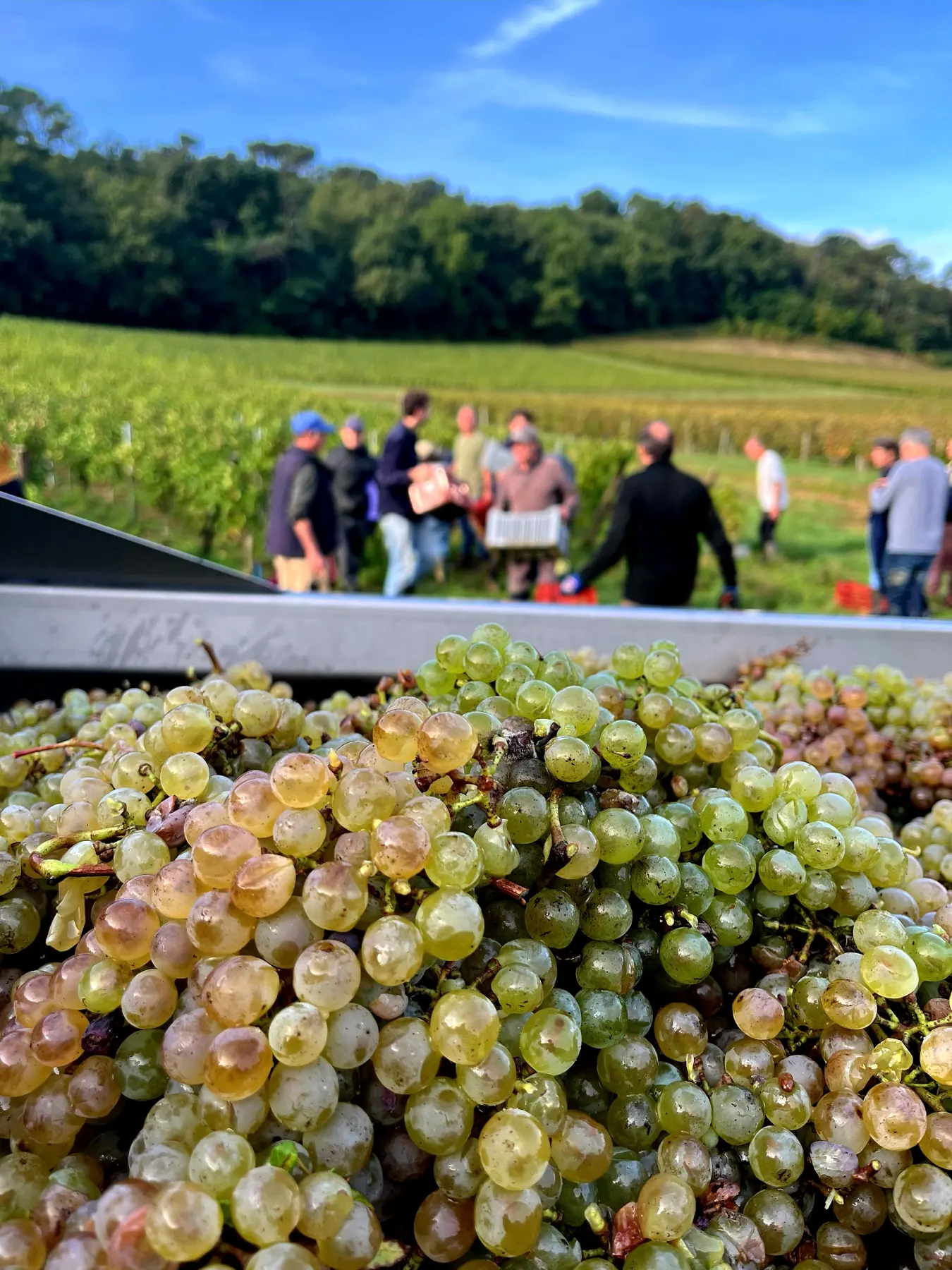 Crates of white grapes on a trailer with pickers behind