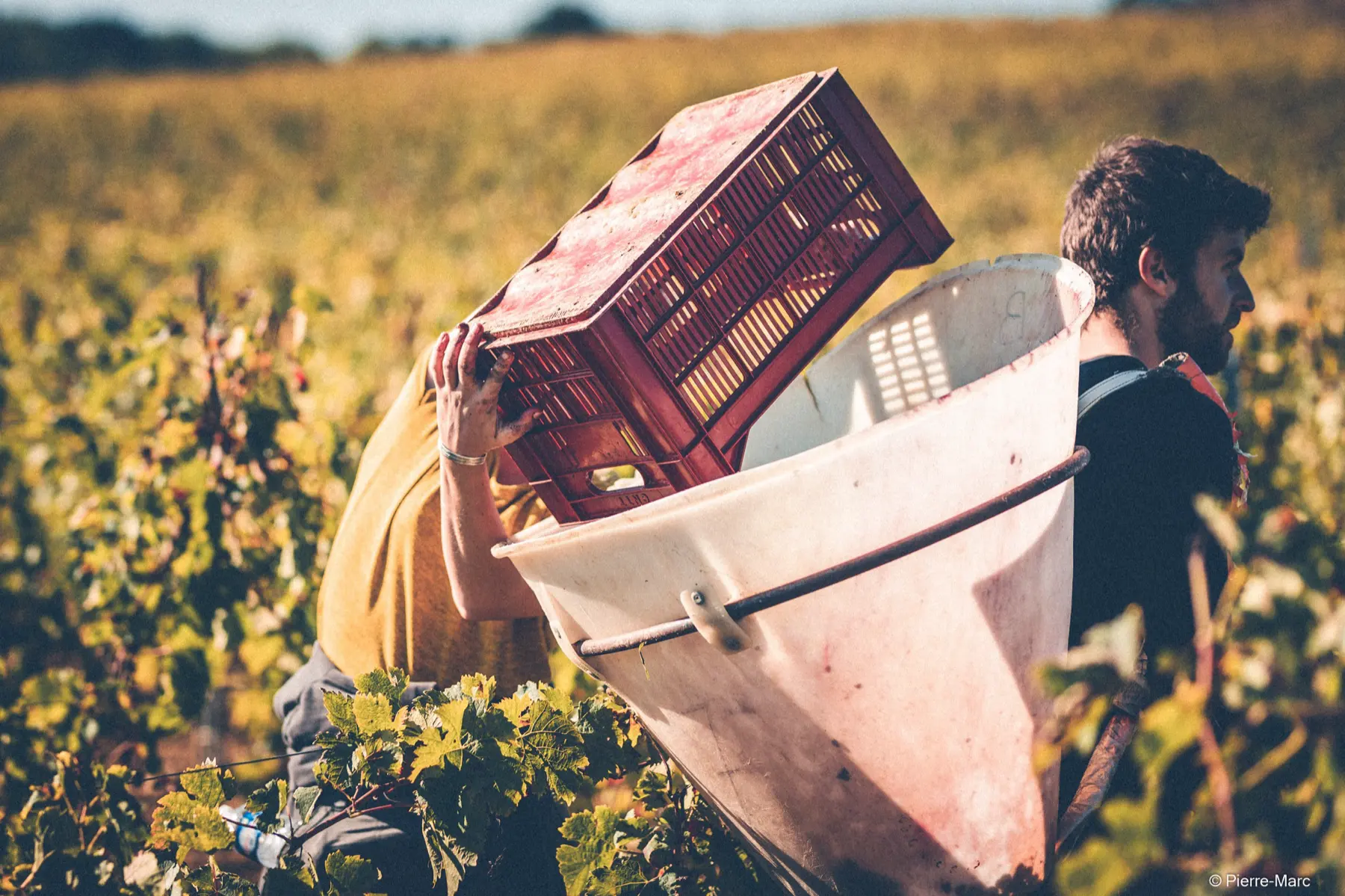 A picker emptying a crate of grapes