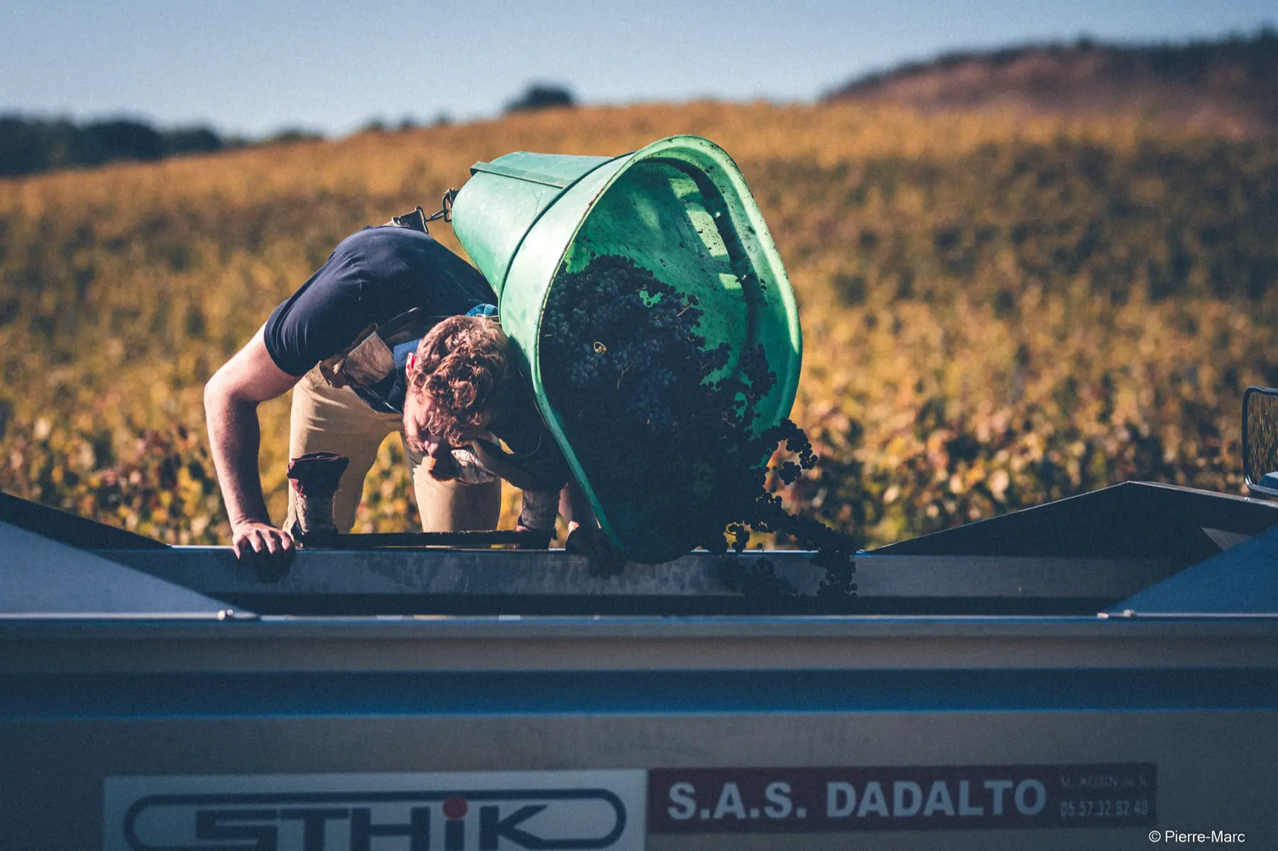 A crate of grapes tipped into the harvest bin