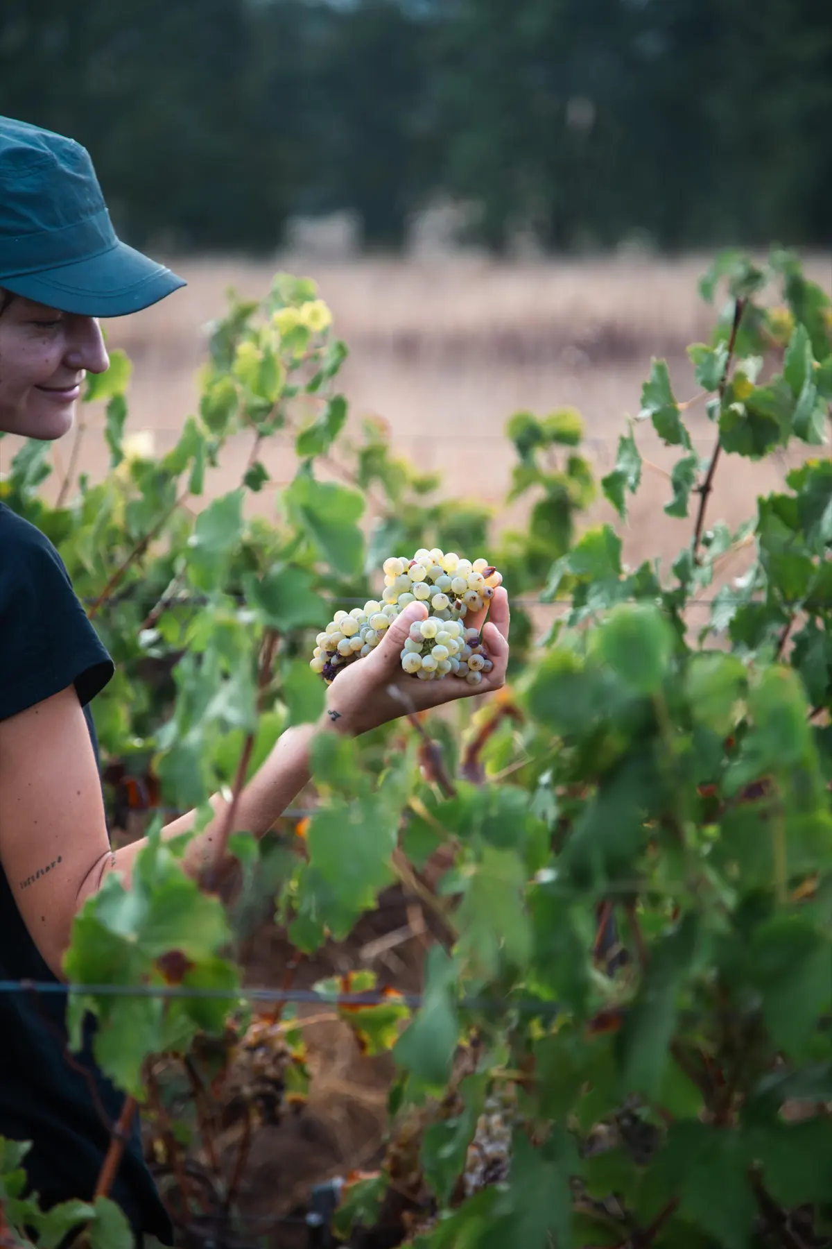 A hand offering a bunch of white grapes