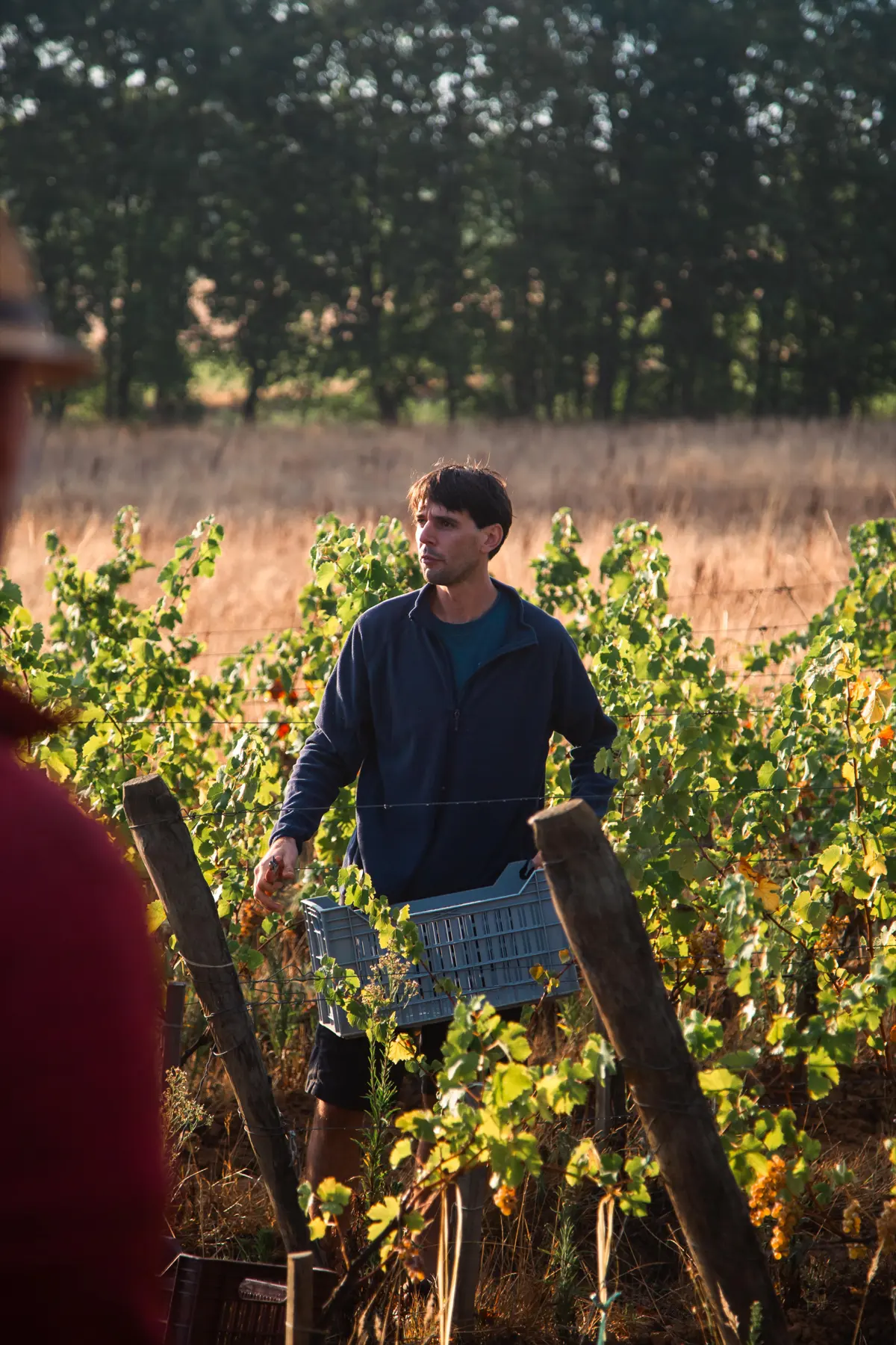 Winemaker standing among the vines at harvest