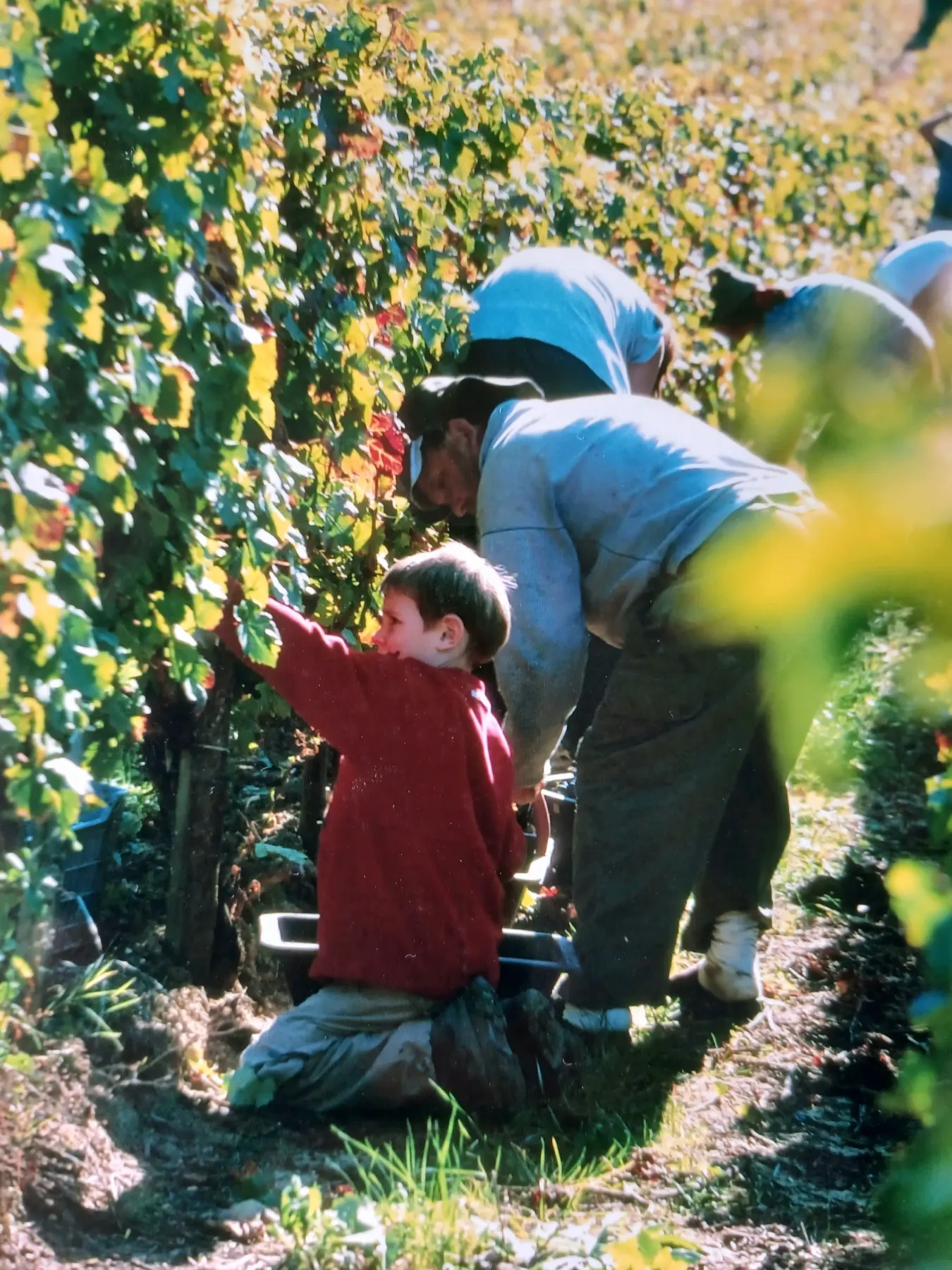 A father and child picking grapes together
