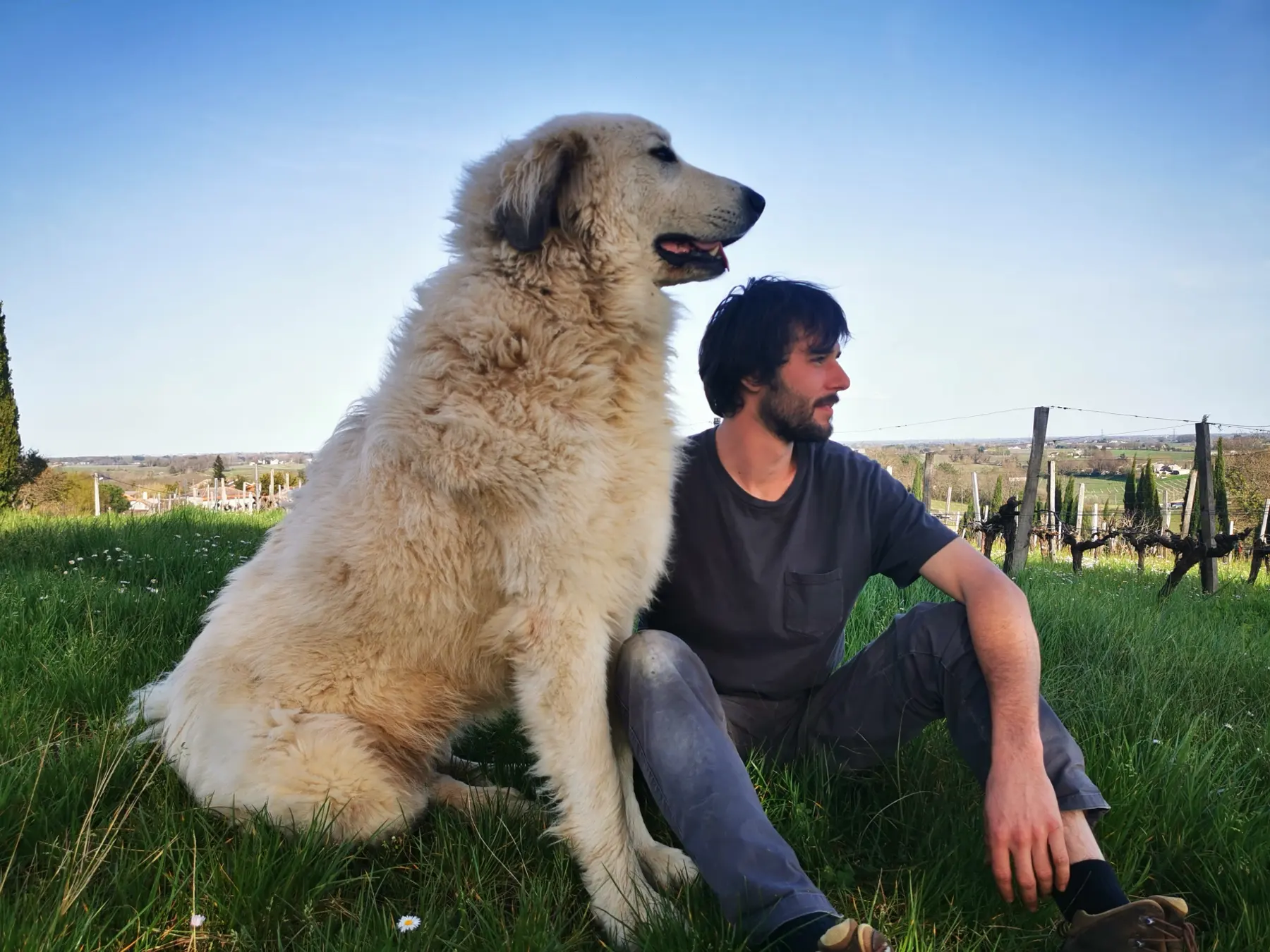 A winemaker sitting in the grass with a white guard dog