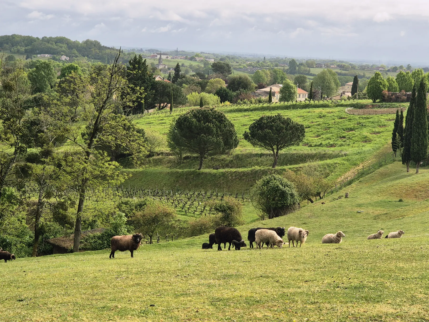 Sheep grazing a green Bordeaux hillside in spring