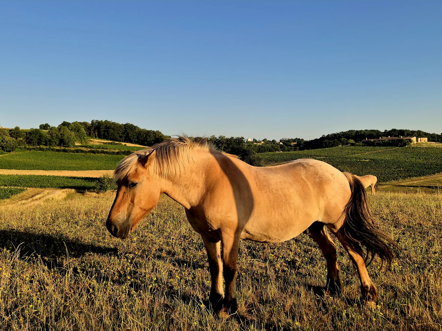 A horse grazing in the dry grass of the vineyard