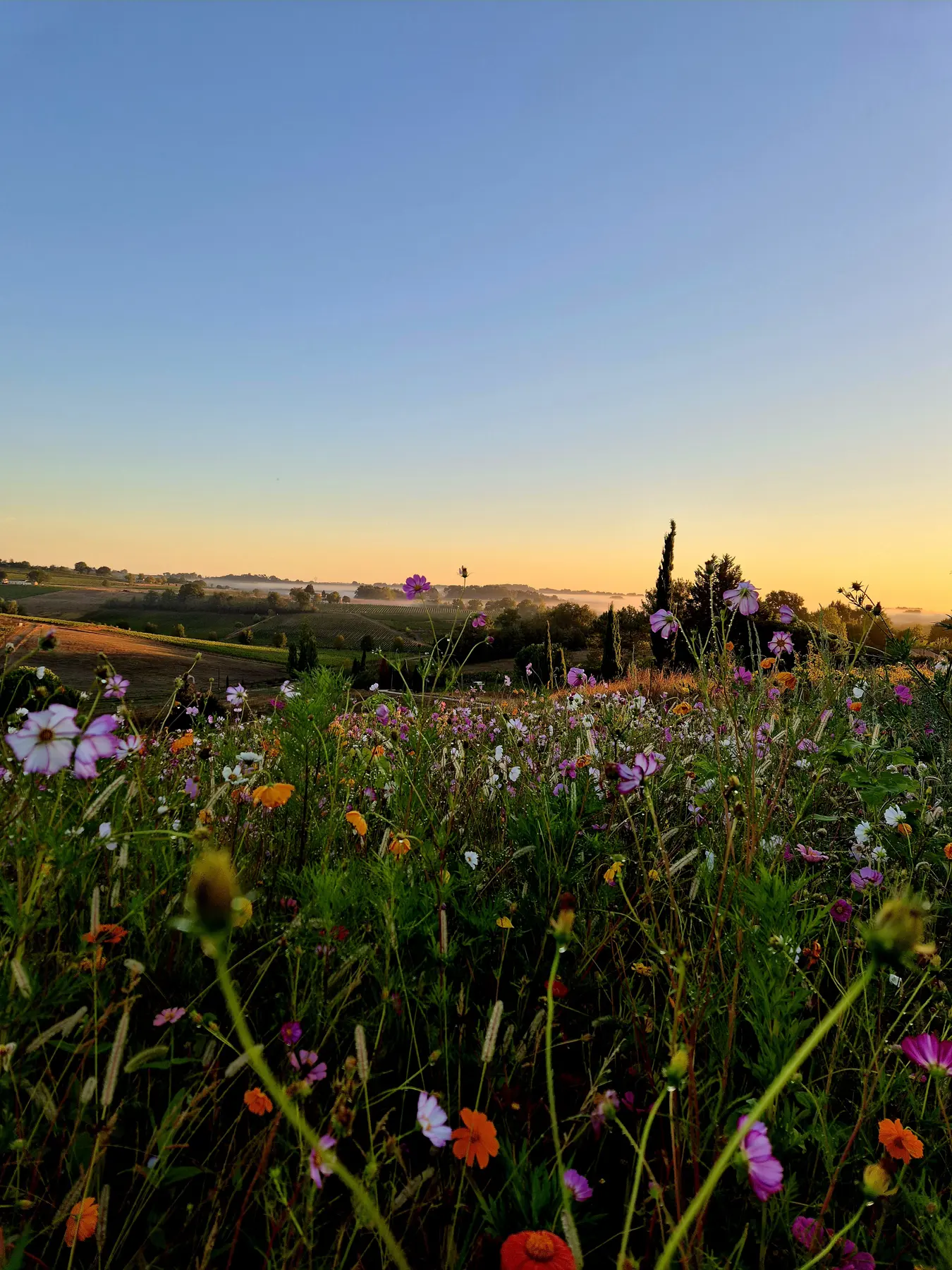 Wildflowers in front of the vines at sunrise