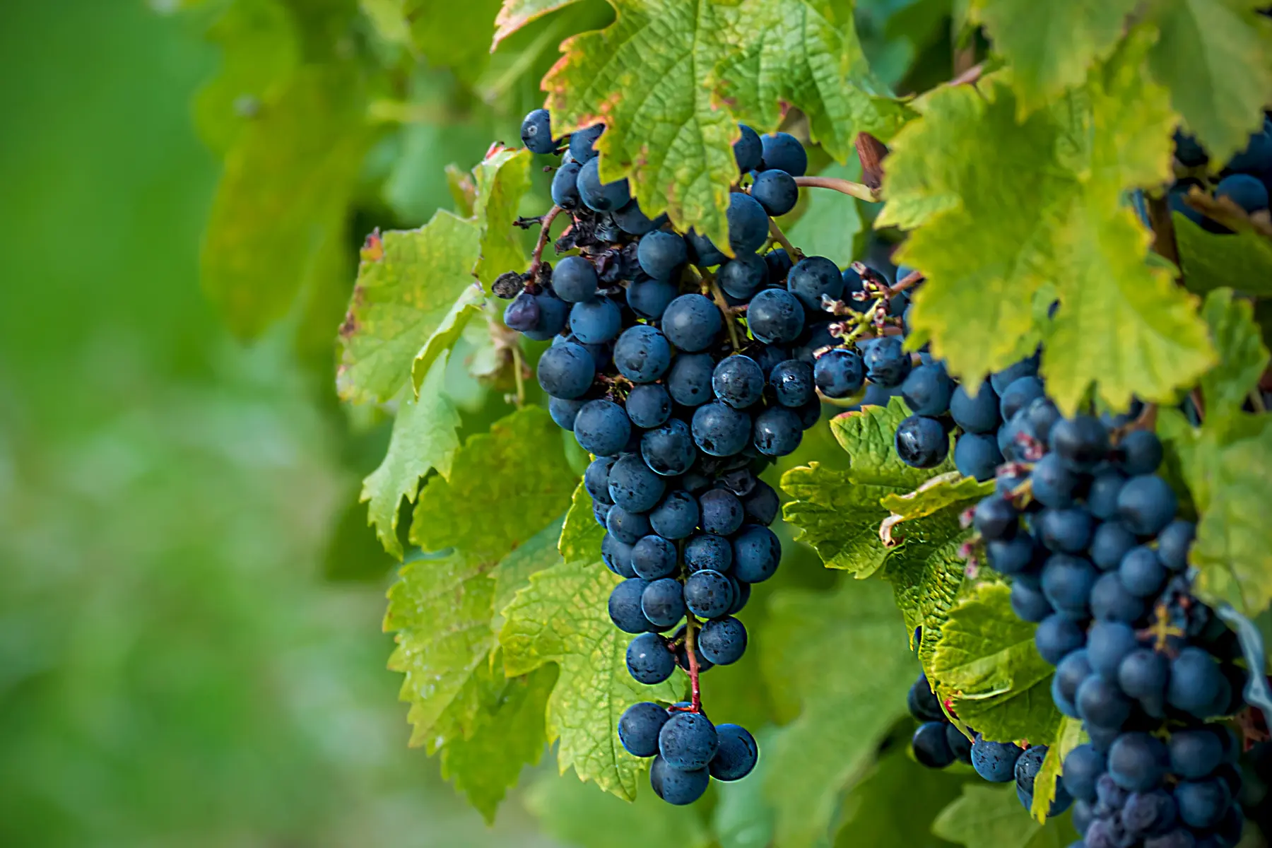 A cluster of ripe blue grapes among green leaves