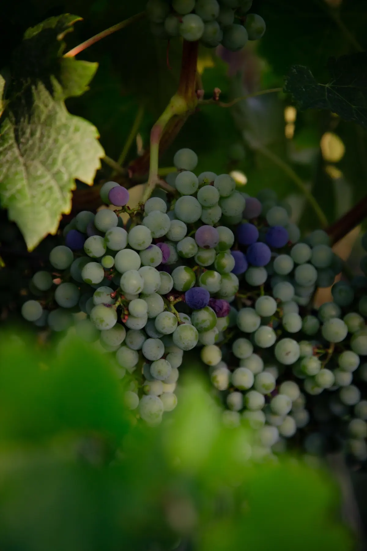 Grapes colouring at véraison