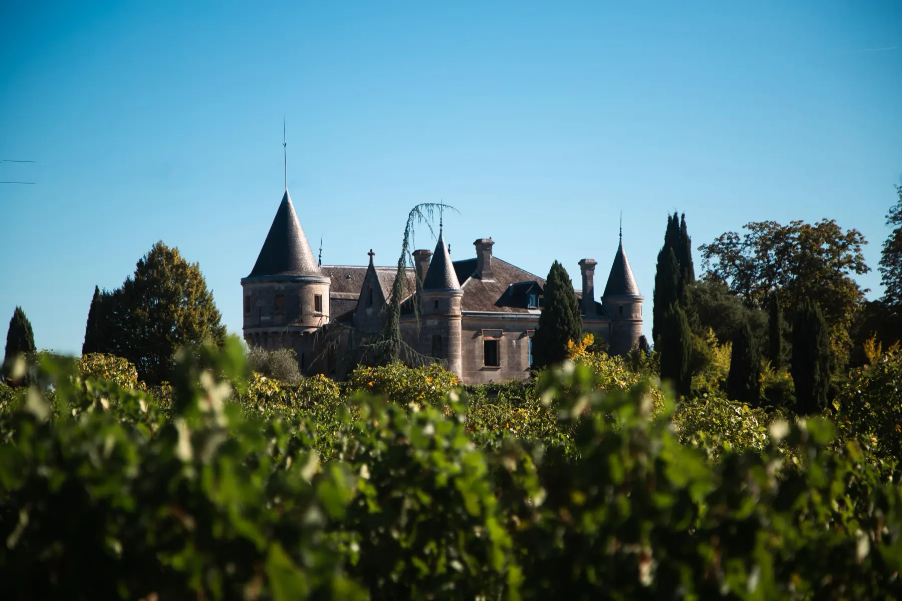 Château skyline behind a bank of vines
