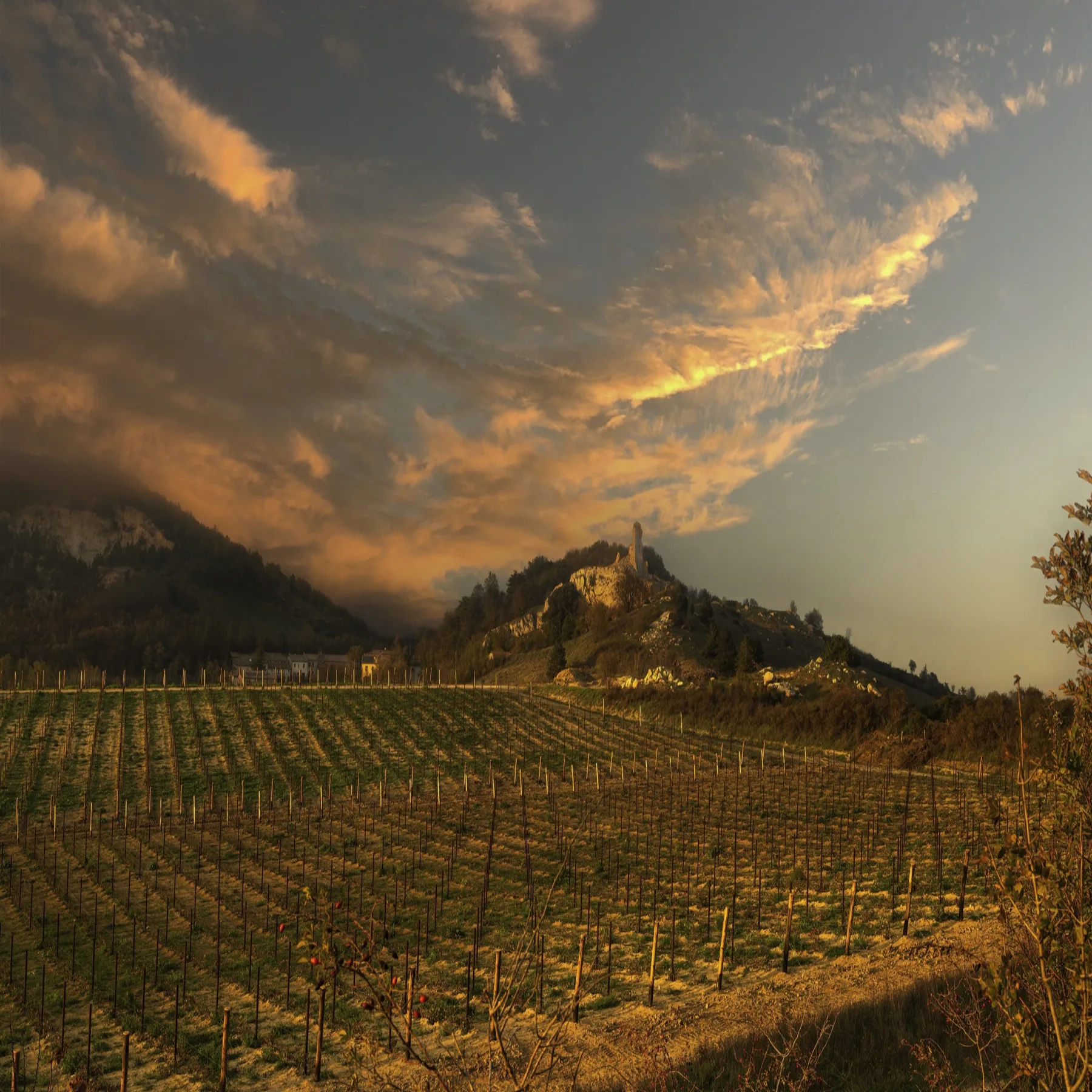 A grower and dog among the Pasetti vineyard rows