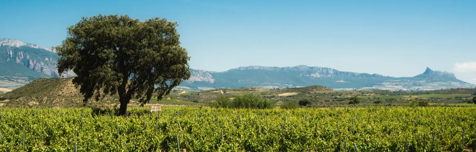 A lone holm oak above rows of vines, with a mountain ridge behind