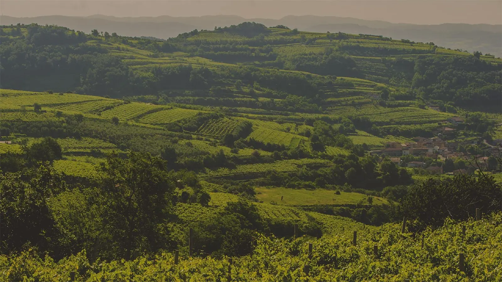 Rolling hills of vineyards and woodland under a hazy sky