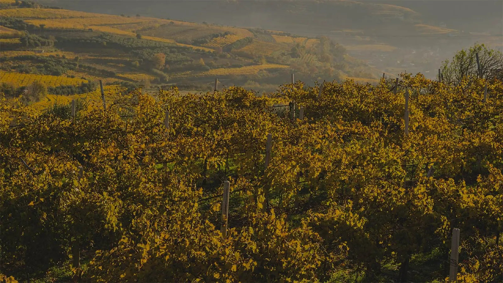 Vines turning gold in autumn, with terraced hills behind