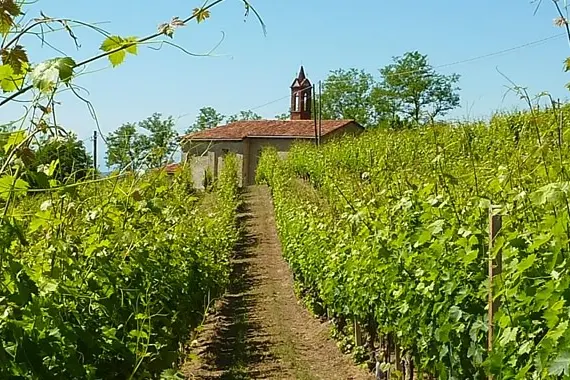 A grassy track between vine rows leading to a small chapel with a bell tower