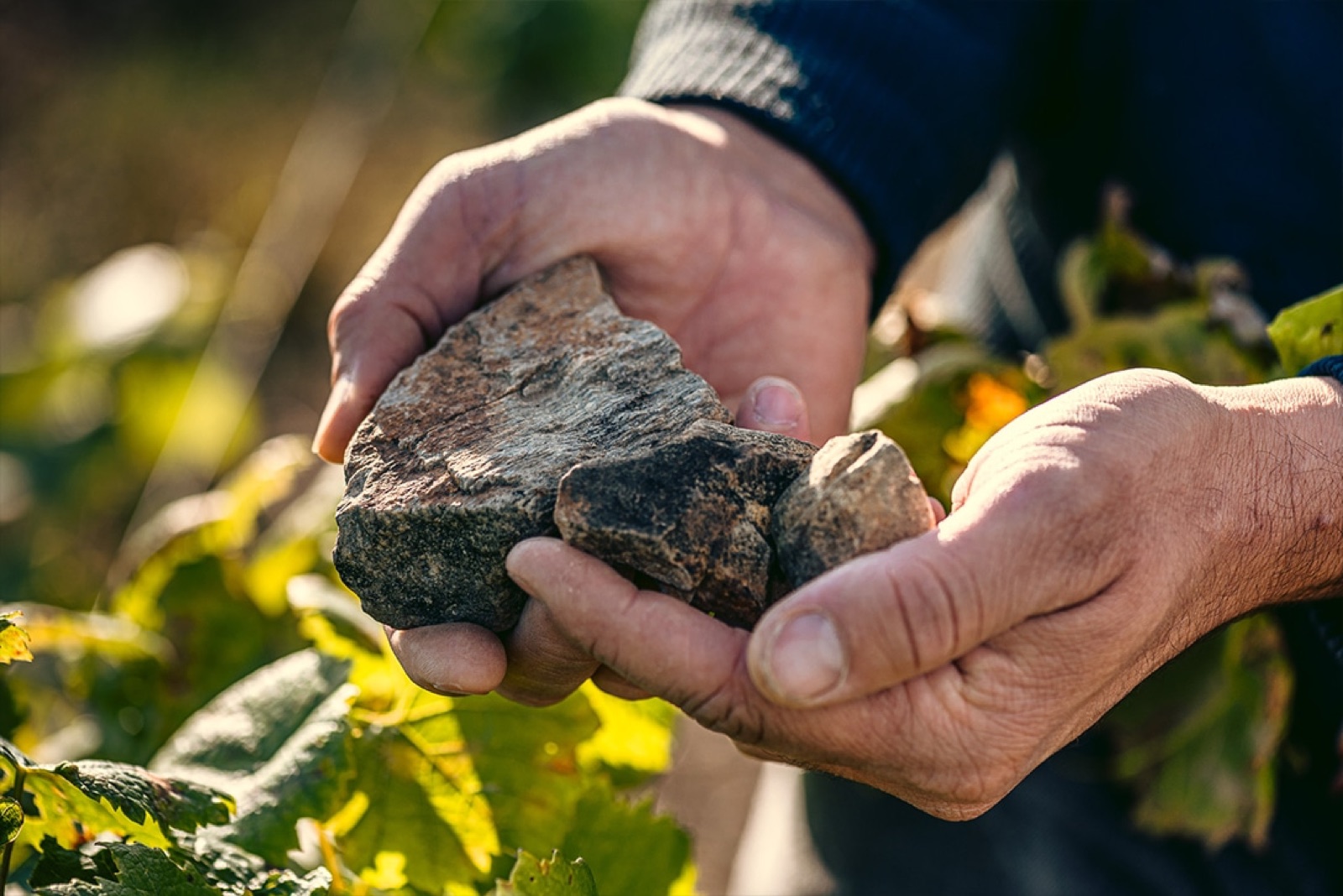 Weathered hands holding pieces of dark metamorphic rock beside vine leaves