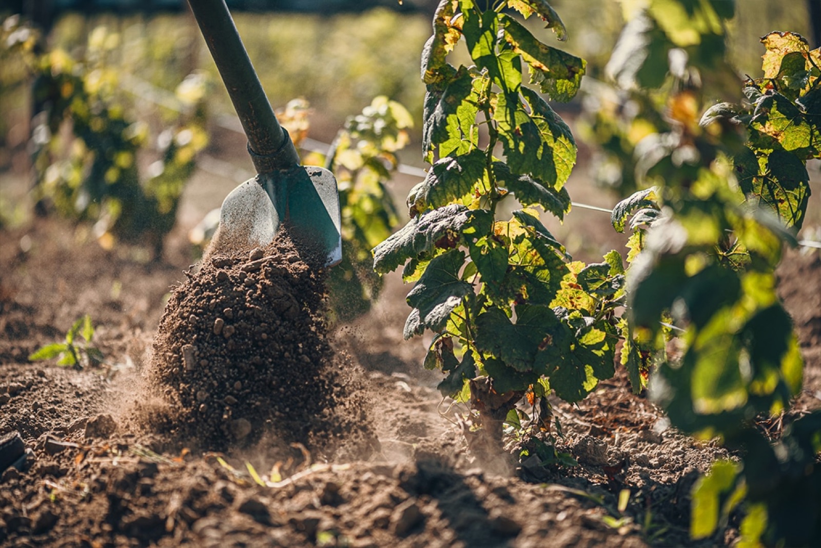 A hoe turning the soil between young vines in sunlight
