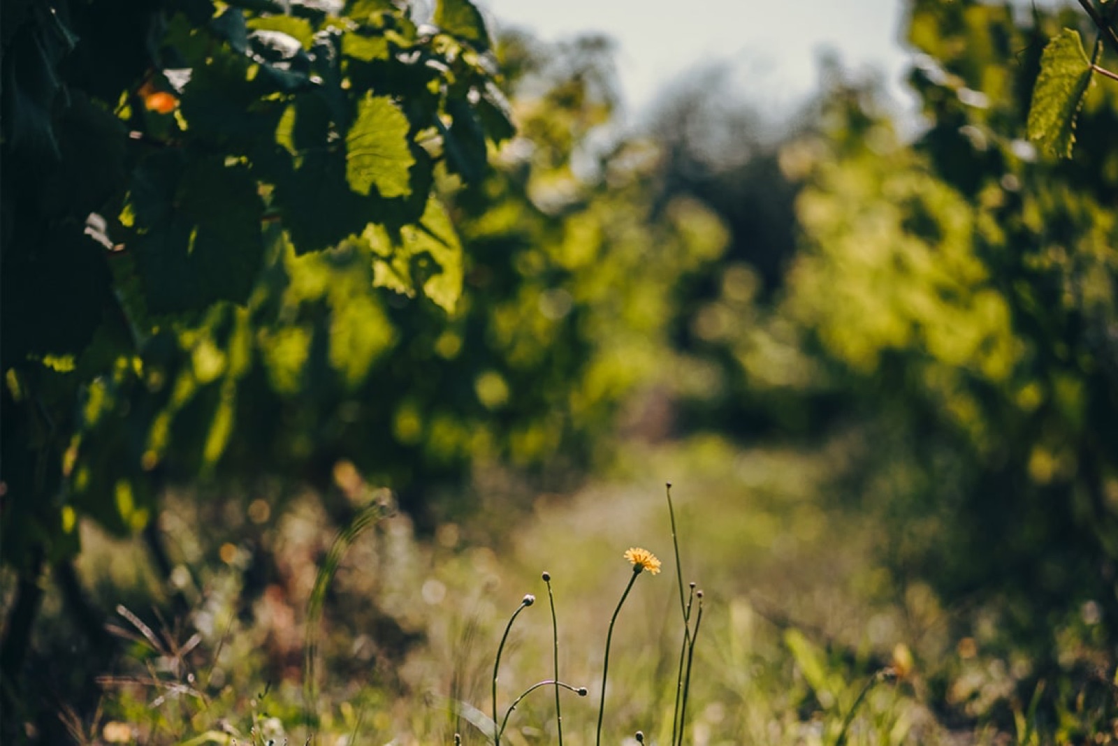 Green vine canopy and wildflowers in the grass between rows