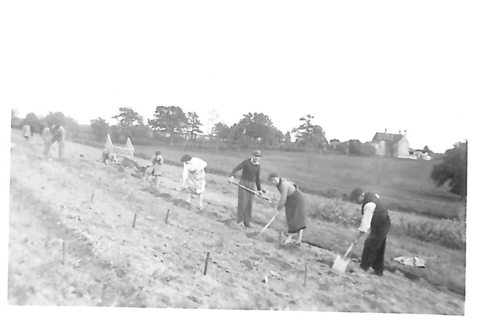 Black-and-white archive photo of people planting a vineyard by hand