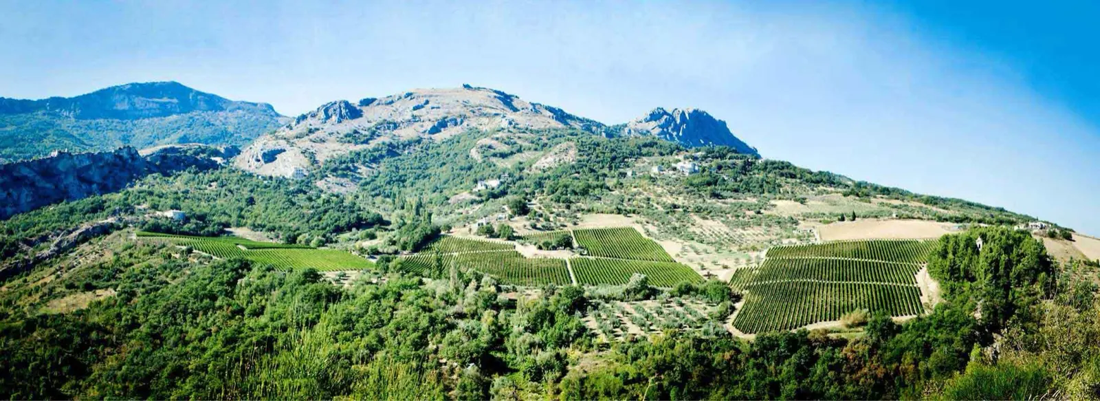 Vineyard blocks on a green hillside below rocky mountain peaks