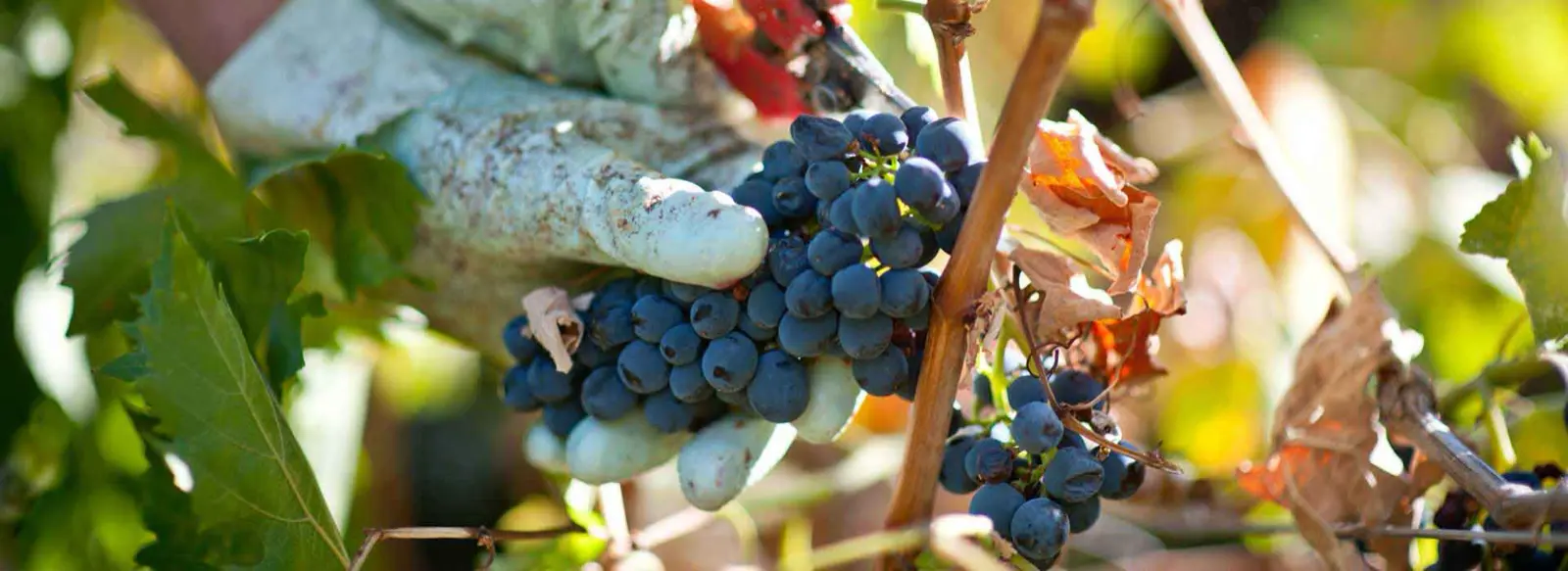 A gloved hand holding a bunch of dark red grapes on the vine
