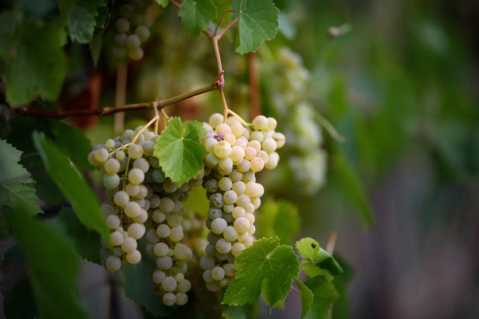 Bunches of pale green grapes hanging among vine leaves