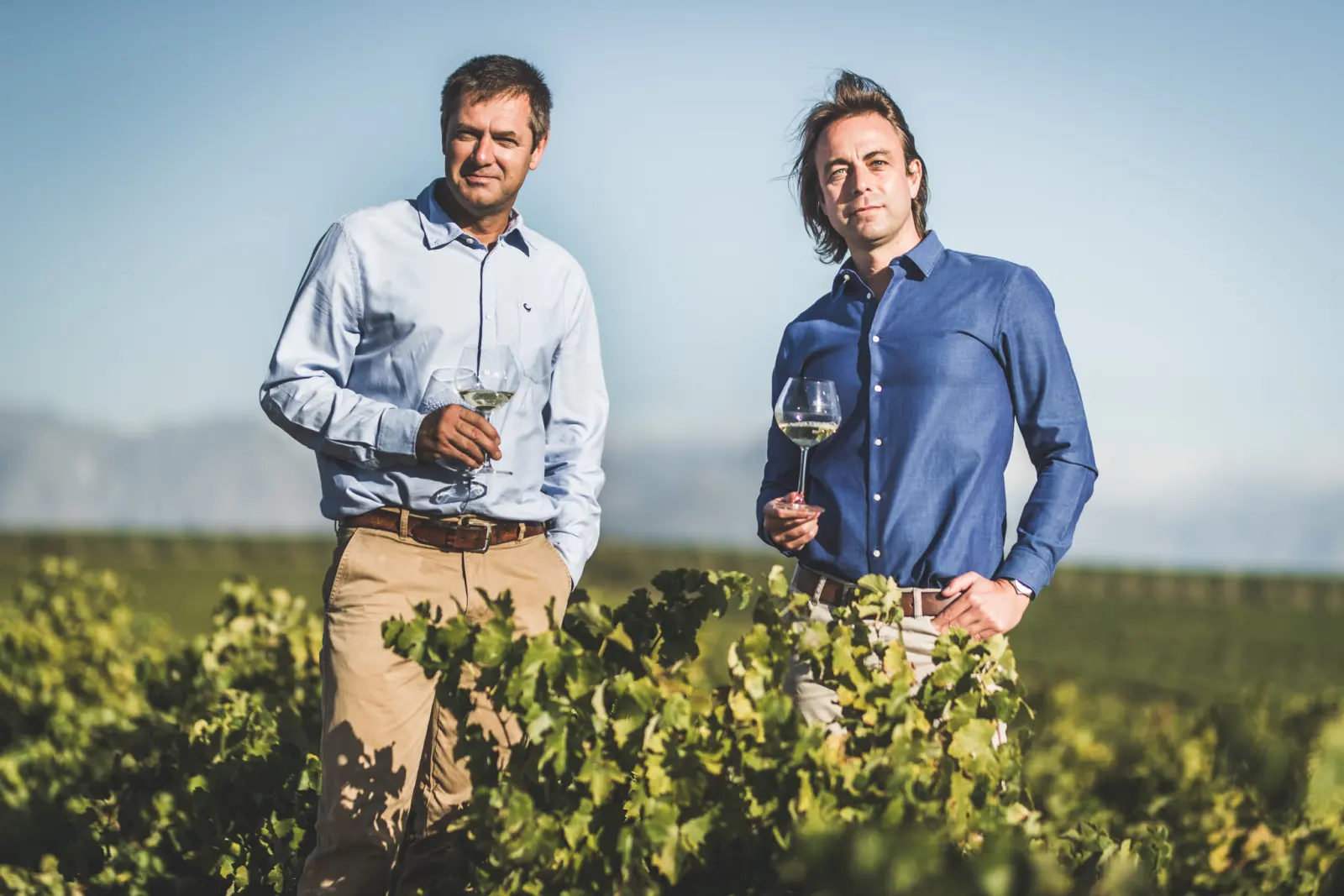 Two men holding glasses of white wine, standing waist-deep in the vines