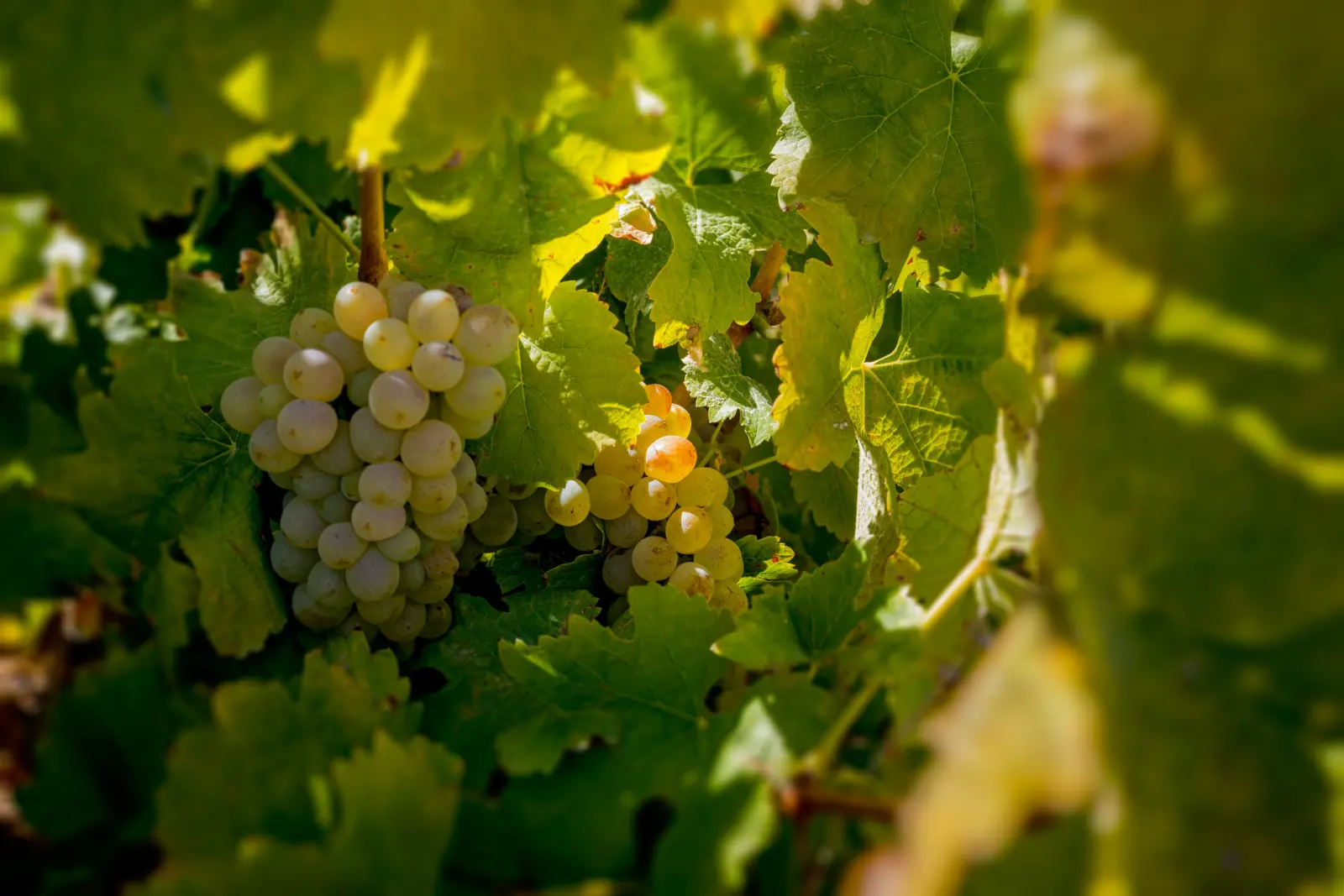 A bunch of pale green grapes hanging among sunlit vine leaves