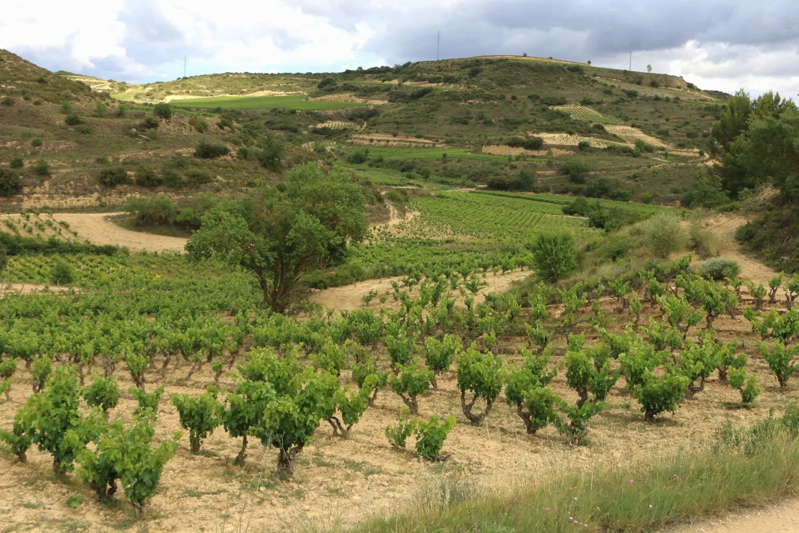 Bush vines on a dry, rolling hillside dotted with trees