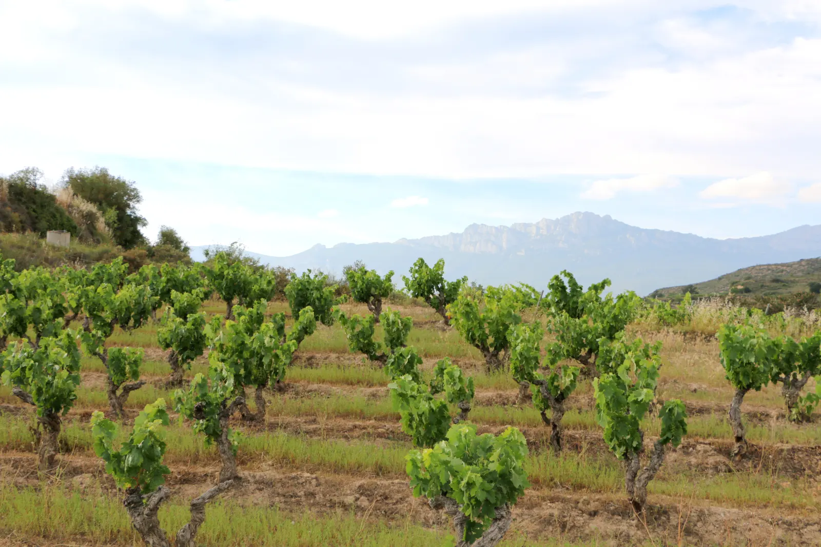 Gnarled bush vines in spring leaf beneath a mountain ridge