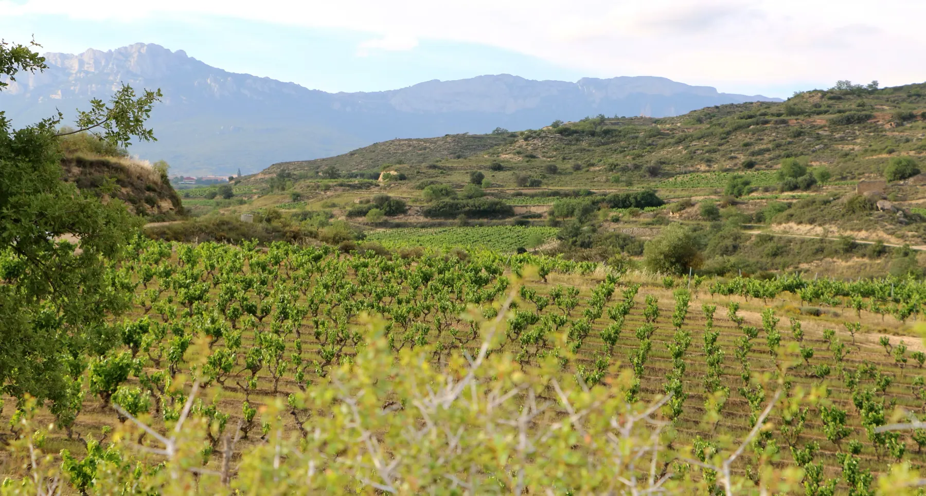 Vineyard rows beneath the mountains of Rioja Alta
