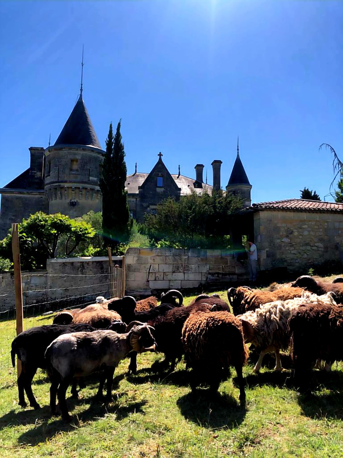 Sheep grazing below a turreted stone château